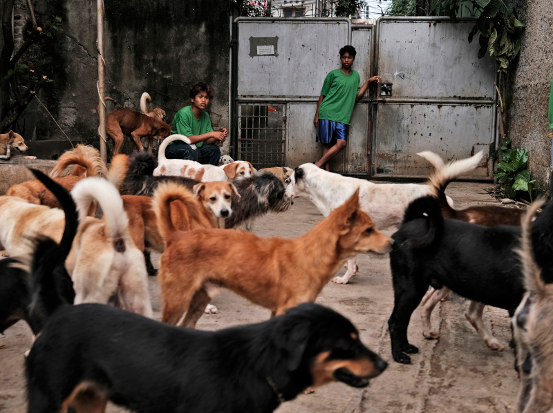 Ο Κιμ Γιονγκ Ουν κατάσχει τα κατοικίδια σκυλιά - Φόβοι πως θα χρησιμοποιηθούν ως γεύματα - Media
