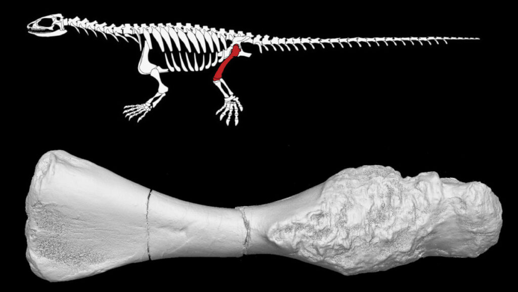 Απίστευτη επιστημονική ανακάλυψη: Βρέθηκε δεινόσαυρος που έπασχε από επιθετικής μορφής... καρκίνο - Media