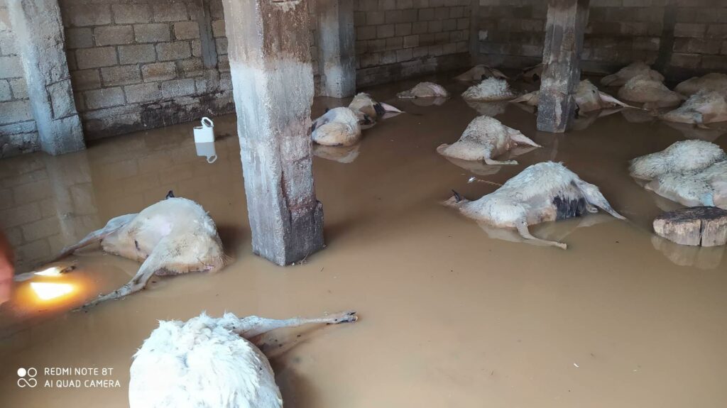 Πνίγηκαν 3.500 ζώα στη Θεσσαλία εξαιτίας του «Ιανού» - Υγειονομική βόμβα τα κουφάρια τους (Video) - Media