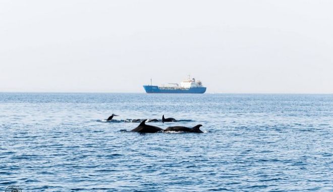 Αγέλη δελφινιών εμφανίστηκε στη θαλάσσια περιοχή Λεμεσού - Media