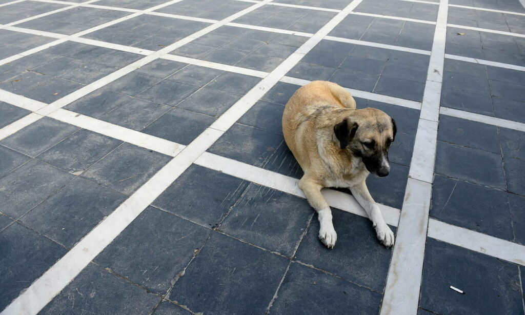 Θεσσαλονίκη: Eπιτέθηκε με σουβλί σε περαστικό επειδή του έκανε παρατήρηση για κακοποίηση σκύλου (Video) - Media