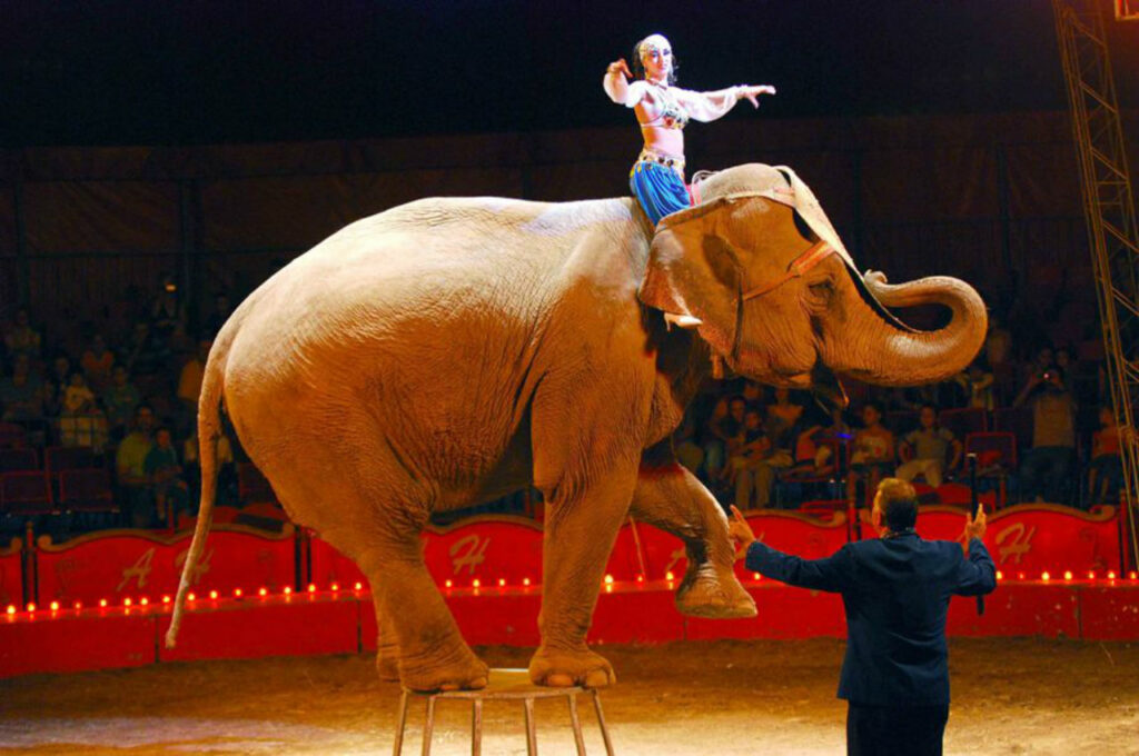Γαλλία: Απαγορεύει την αιχμαλωσία άγριων ζώων στο τσίρκο - Media