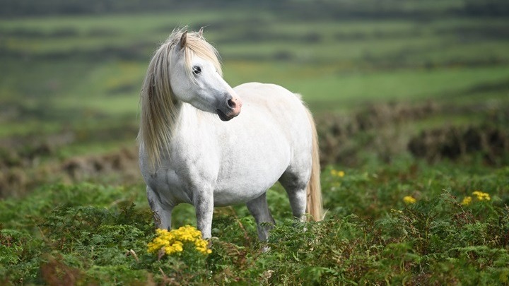 Κόστα Ρίκα: Δοκιμάζουν φθηνή θεραπεία κατά του κορωνοϊού με αντισώματα από άλογα - Media