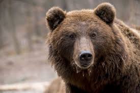 Νεαρή αρκούδα νεκρή από τροχαίο στην Καστοριά - Media