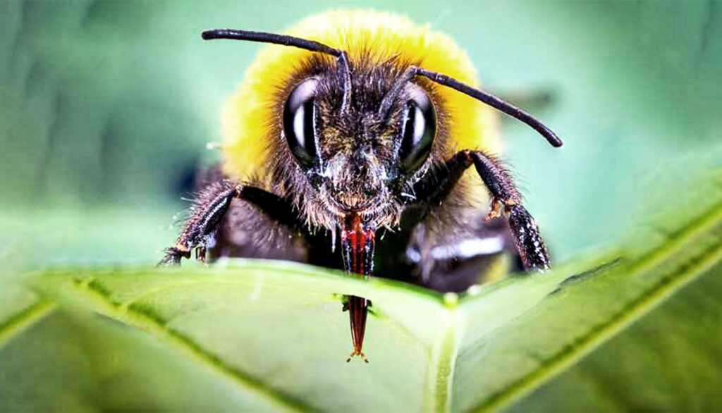 Πώς το δηλητήριο της μέλισσας σκοτώνει καρκινικά κύτταρα σε 60′! - Media