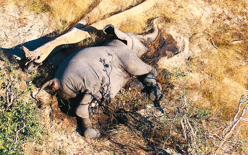 Μποτσουάνα: Σε κυανοβακτήρια οφείλονται οι πολλαπλοί μυστηριώδεις έως πρόσφατα θάνατοι ελεφάντων - Media