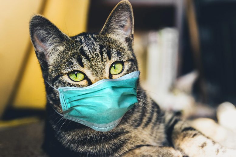 Κορωνοϊός: Πολλές γάτες μολύνονται από τα αφεντικά τους - Media