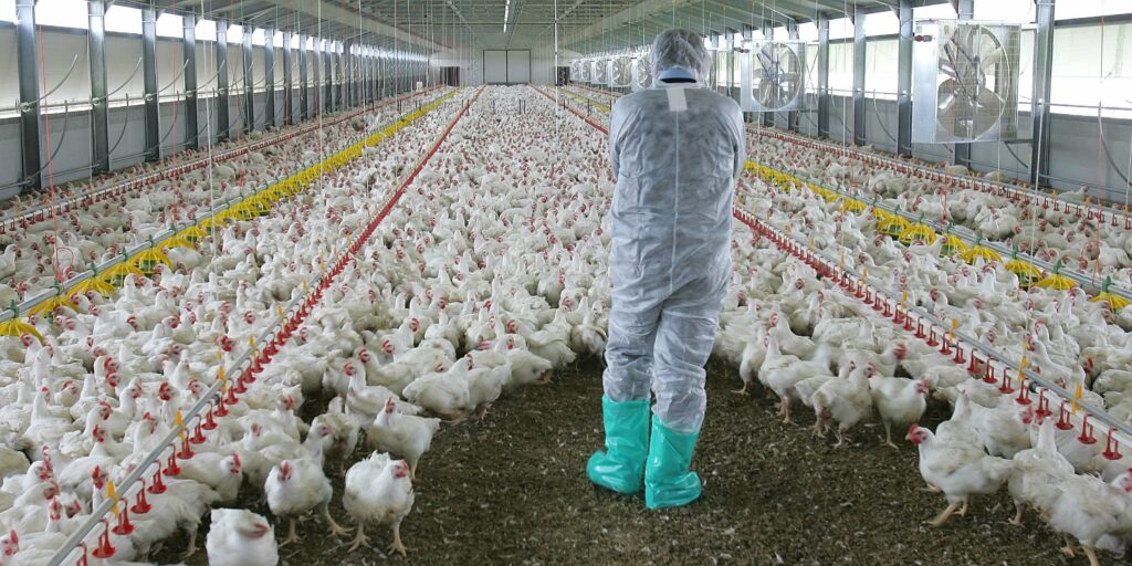 Καμπανάκι ΕΕ για ξέσπασμα της γρίπης των πτηνών εν μέσω κορωνοϊού - Media