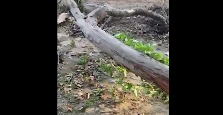 Λάρισα: Κορμός δένδρου λίγο έλειψε να σκοτώσει περαστικό (Video) - Media