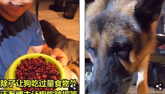 Εξοργιστικό βίντεο: Ιδιοκτήτης λυκόσκυλου του δίνει να φάει φαγητό με τσίλι – Το σκυλί δεν αντέχει την κάψα και δακρύζει (Video) - Media