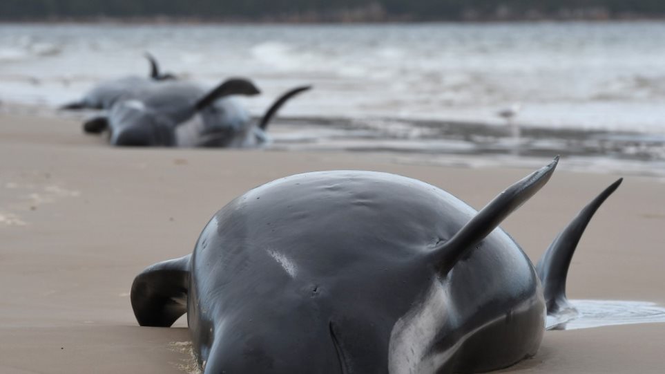 Οικολογική τραγωδία στην Τασμανία: 380 από τις 470 φάλαινες που εξώκειλαν είναι νεκρές! (Photos/Video) - Media
