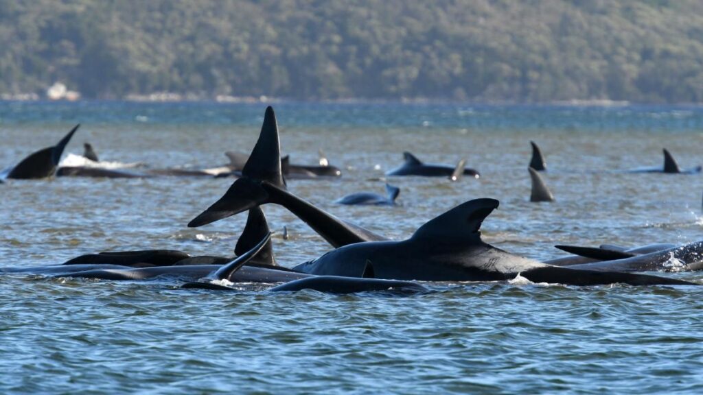 Tασμανία: Αγώνας δρόμου για τη διάσωση 270 φαλαινών που εγκλωβίστηκαν σε ρηχά νερά (Videos) - Media