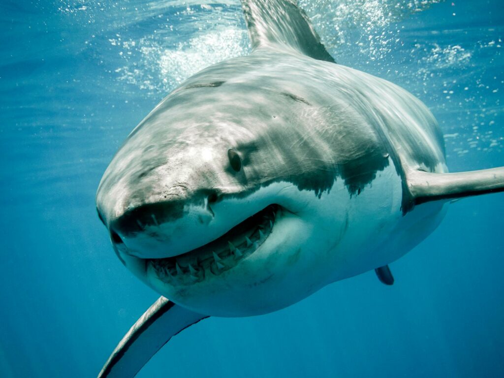 Θα σκοτώσουν μισό εκατομμύριο καρχαρίες για το εμβόλιο του Κορωνοϊού; - Media