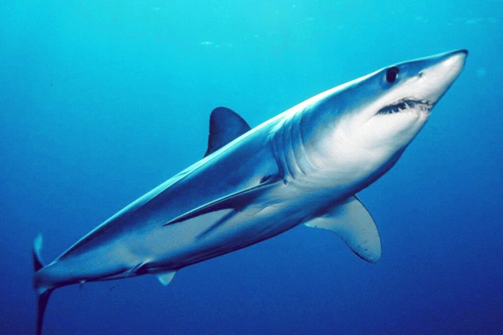 Βαριά καταγγελία από οργάνωση: «Αλιεύουν καρχαρίες και τους πουλάνε ως γαλέους» - Media