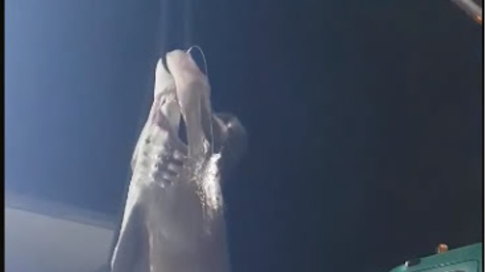 Άγιο Όρος: Αλίευσαν καρχαρία 6 μέτρων (Video) - Media