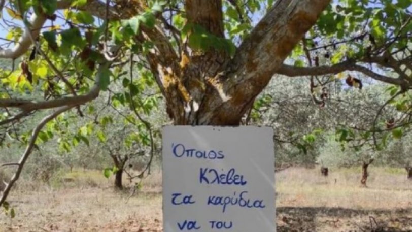 Η απίστευτη ποιητική προειδοποίηση για να μην κλέβουν καρύδια από την καρυδιά: «Όποιος κλέβει τα καρύδια…» - Media