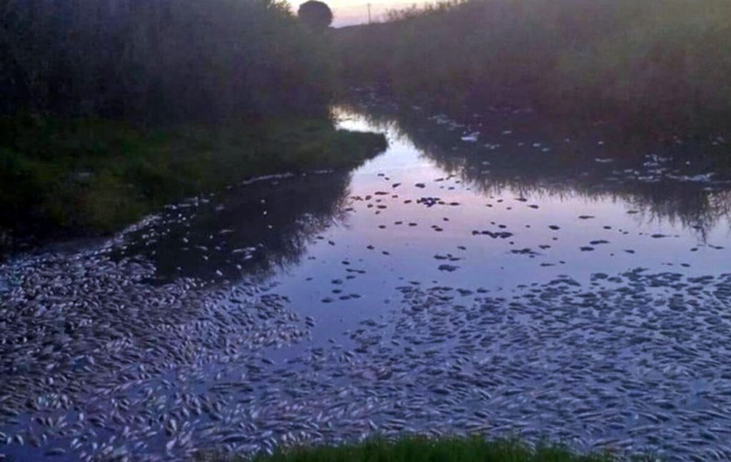 Συναγερμός για χιλιάδες νεκρά ψάρια στη λίμνη Ισμαρίδα και στον ποταμό Κομψάτο - Media