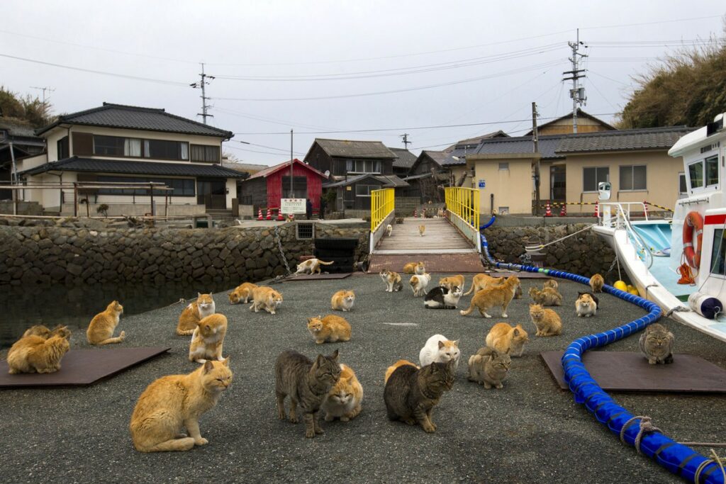 Αυτό το νησί της Ιαπωνίας έχει περισσότερες γάτες από ανθρώπους (Photos) - Media
