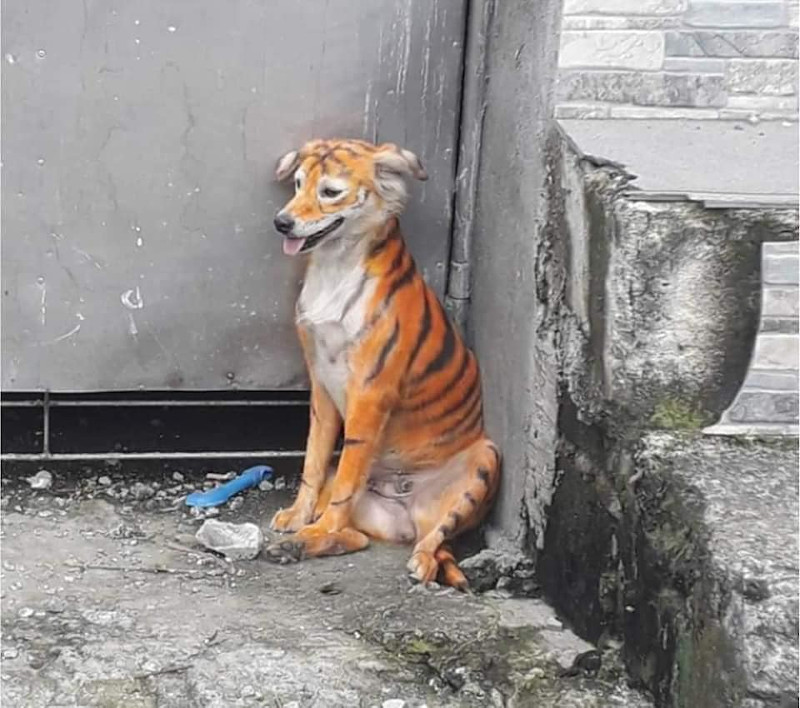 Μαλαισία: Εβαψαν σκύλο πορτοκαλί με μαύρες ρίγες για να μοιάζει με τίγρη (Photos) - Media