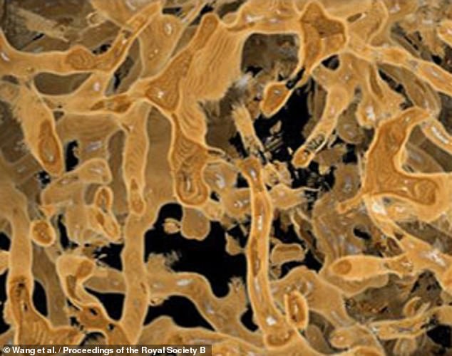 Βρέθηκε το παλαιότερο σπέρμα- Έχει ηλικία 100 εκατομμύρια χρόνια – Σε ποιον ανήκει;  - Media