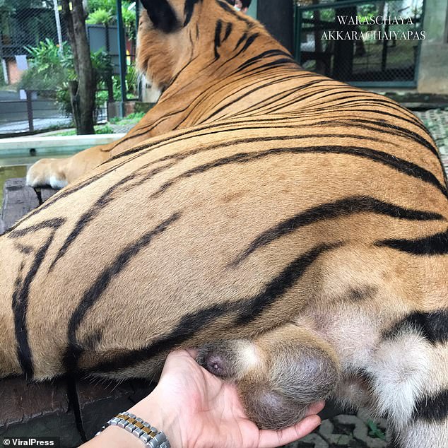 Η τουρίστρια το τερμάτισε – Φωτογραφήθηκε δίπλα σε αρσενική τίγρη βαστώντας με τα χέρια της τα γεννητικά της όργανα (Video) - Media