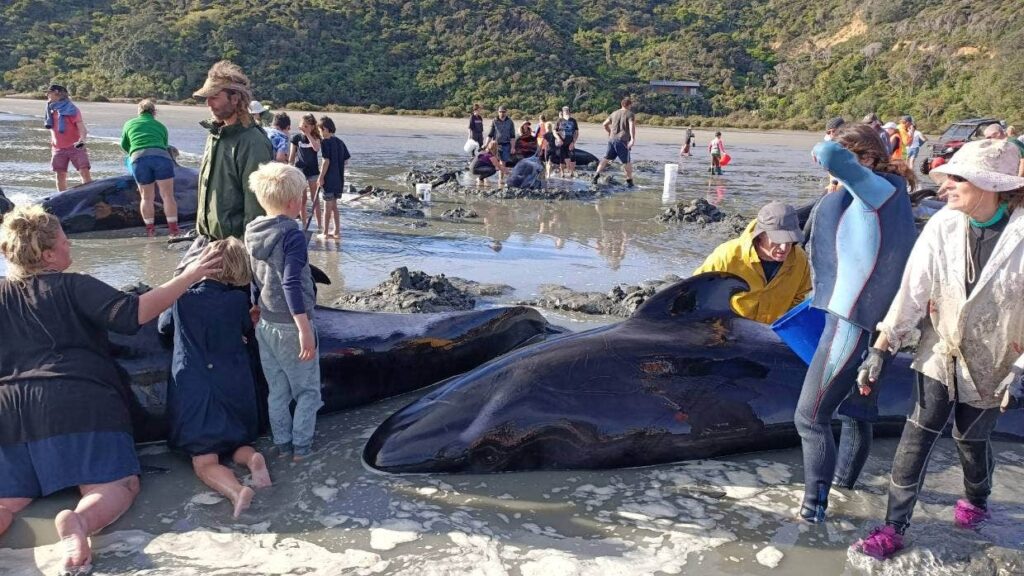 Νέα  Ζηλανδία: Νεκρές 12 φάλαινες που έχασαν τον δρόμο τους  - Media