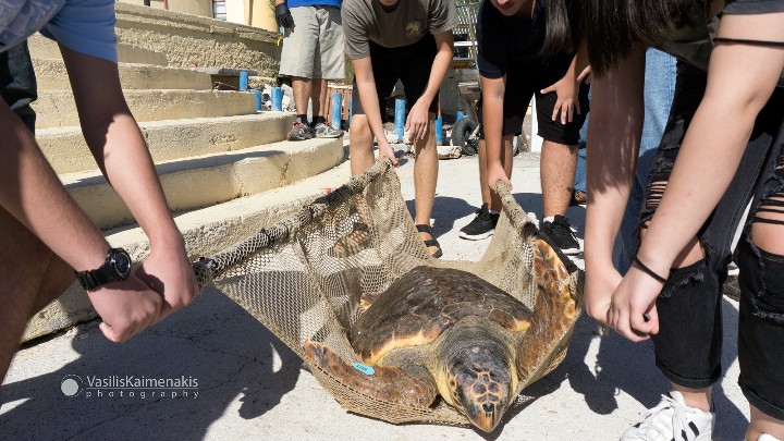Στο φυσικό της περιβάλλον επέστρεψε χελώνα που είχε βρεθεί στην Τήλο (Photos) - Media