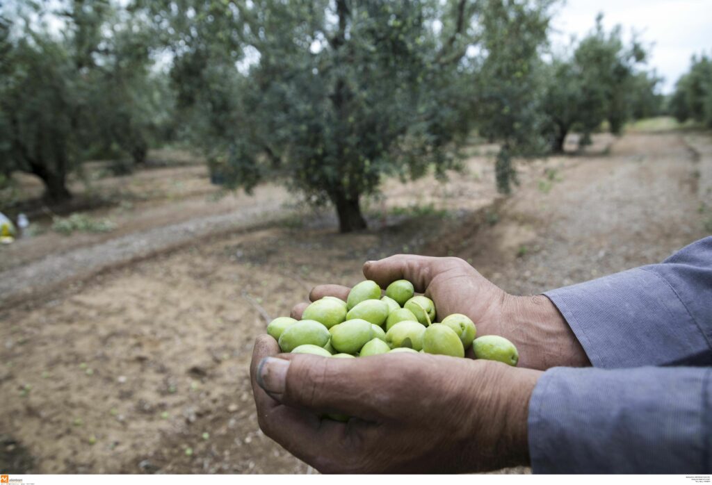 ΟΠΕΚΕΠΕ: Σήμερα καταβάλλονται συνολικά 700 εκατ. ευρώ της βασικής ενίσχυσης σε 540.000 αγρότες  - Media