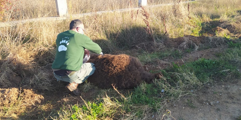Καστοριά: Αρκούδα 250 κιλών νεκρή σε τροχαίο στη Μεσοποταμία - Media