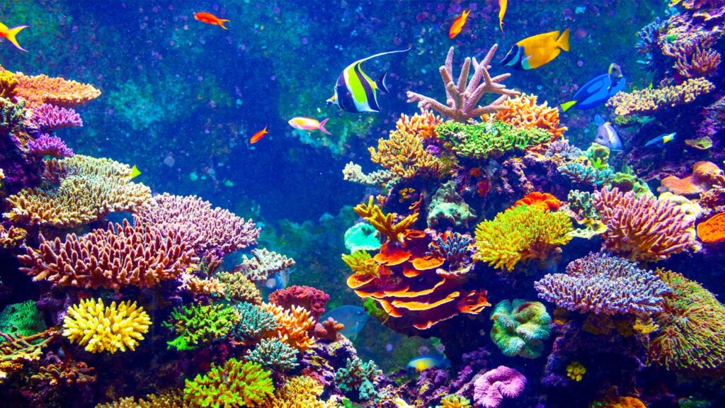 Αυστραλία: Καταστρέφεται ο Μεγάλος Κοραλλιογενής Ύφαλος - ΄Εχασε τα μισά κοράλλια του σε 25 χρόνια (Photos) - Media