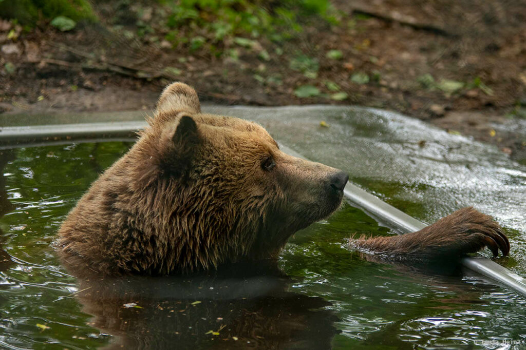 Σανγκάη: Αρκούδες κατασπάραξαν εργαζόμενο ζωολογικού πάρκου μπροστά σε τουρίστες (Video) - Media