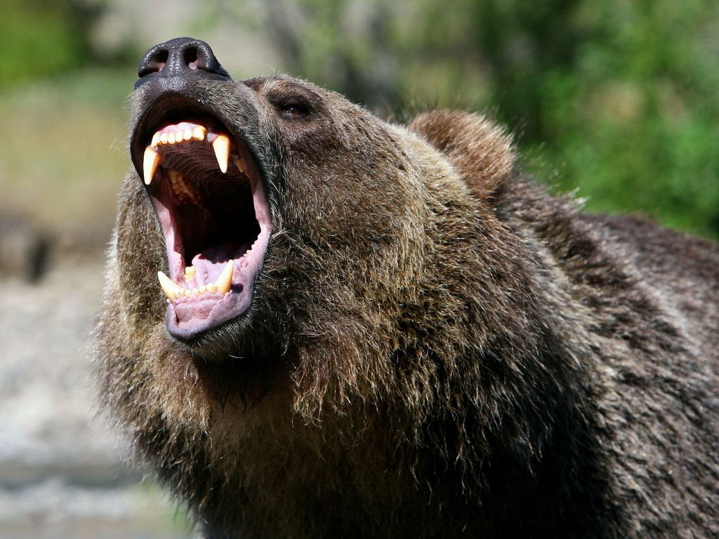 Τρόμος: Αρκούδα επιτίθεται στον εκπαιδευτή της (Video) - Media
