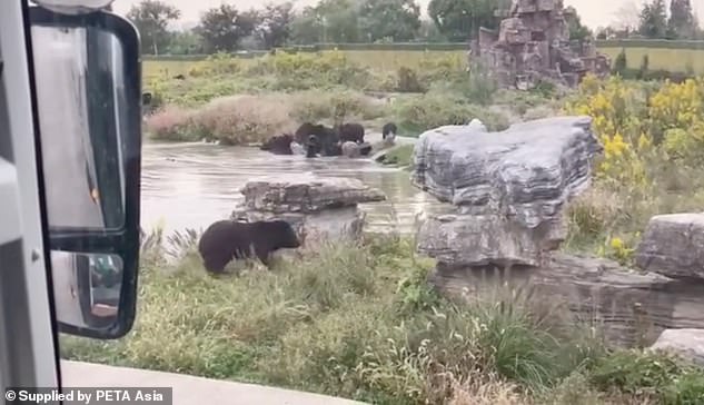 Υπάλληλος ζωολογικού κήπου παραπάτησε και έπεσε μέσα στις αρκούδες – Τον κατασπάραξαν στο λεπτό (Video)  - Media