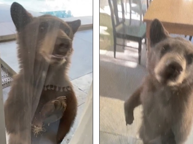 Αρκούδες μπήκαν στην αυλή σπιτιού και κρυφοκοίταζαν από το τζάμι τα δωμάτια – Παροιμιώδης η ψυχραιμία των κατοίκων (Video)  - Media