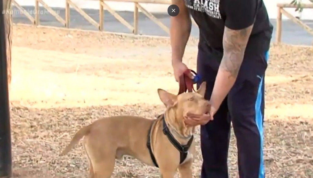 Κρήτη: «Βροχή» οι αιτήσεις υιοθεσίας του σκύλου που βασανίστηκε - Του έδωσαν και νέο όνομα (Video) - Media