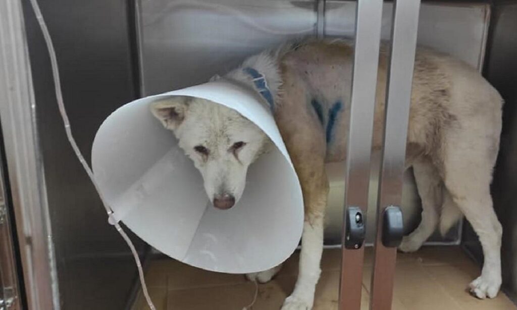 Νίκαια: Επιχείρηση «λιντσάρισμα» για τον 53χρονο που μαχαίρωσε σκύλο στη Νίκαια (Video, σκληρές εικόνες) - Media
