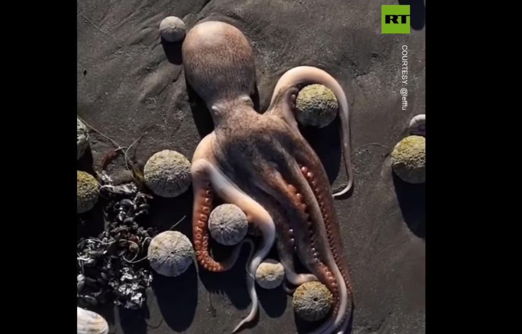 «Είναι σαν νεκροταφείο»: Οικολογική καταστροφή σε παραλία της Ρωσίας – Όσοι βούτηξαν έπαθαν εγκαύματα (Videos/Photos) - Media