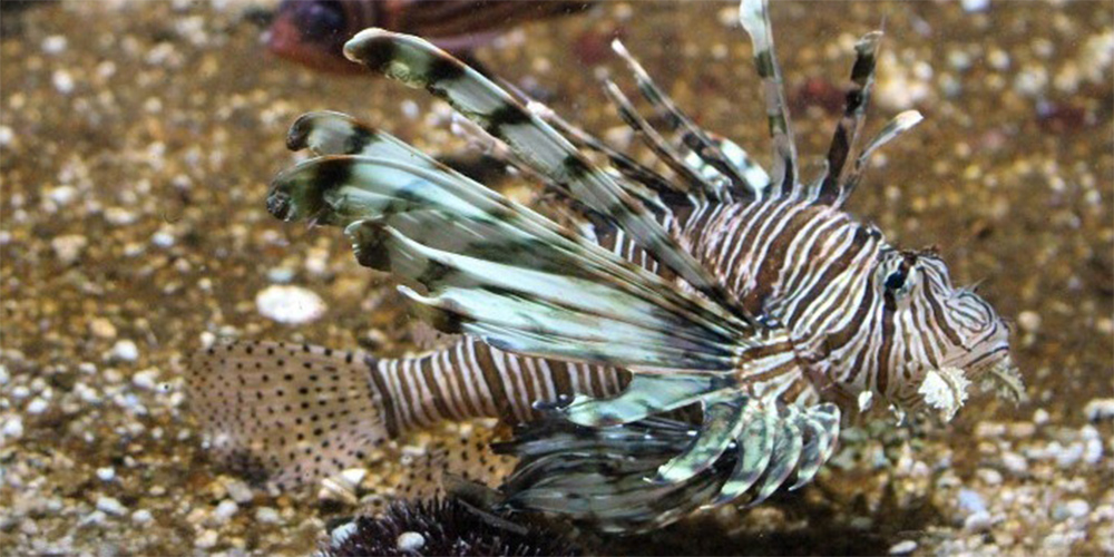 Ευρώπη: Έρχονται 2.500 νέα ξενικά είδη ζωής - Τι ανησυχεί τους επιστήμονες - Media