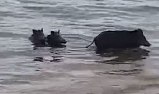 Εύβοια: Αγριογούρουνα κάνουν μπάνιο στη θάλασσα (Video) - Media