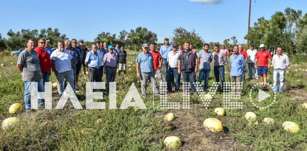 Σε απόγνωση οι καρπουζοπαραγωγοί στην Ηλεία: «Έχει γίνει ατόπημα της κυβέρνησης» - Ζητούν ενιαία αποζημίωση - Media