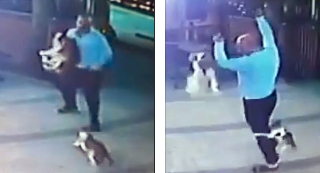 Έβγαλε το σκύλο του βόλτα και του όρμηξε μια γάτα – Του έπεσαν τα παντελόνια στη μέση του δρόμου από την τρομάρα του (Video)  - Media