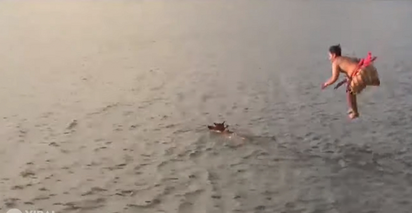 Αγελάδα βούτηξε στα βαθιά και ο ιδιοκτήτης της έπεσε και αυτός στη θάλασσα για να τη σώσει (Video) - Media