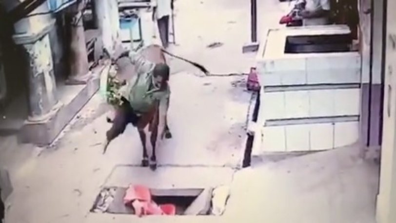 Αγελάδα για πολλά γέλια: Κουτούλησε άνδρα που κουβαλούσε λαχανικά για να τα φάει εκείνη – Τον έριξε σε τρύπα (Video) - Media