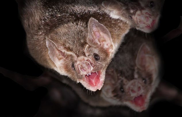 Και όμως οι νυχτερίδες όταν κάποια είναι άρρωστη κρατάνε αποστάσεις μεταξύ τους - Media