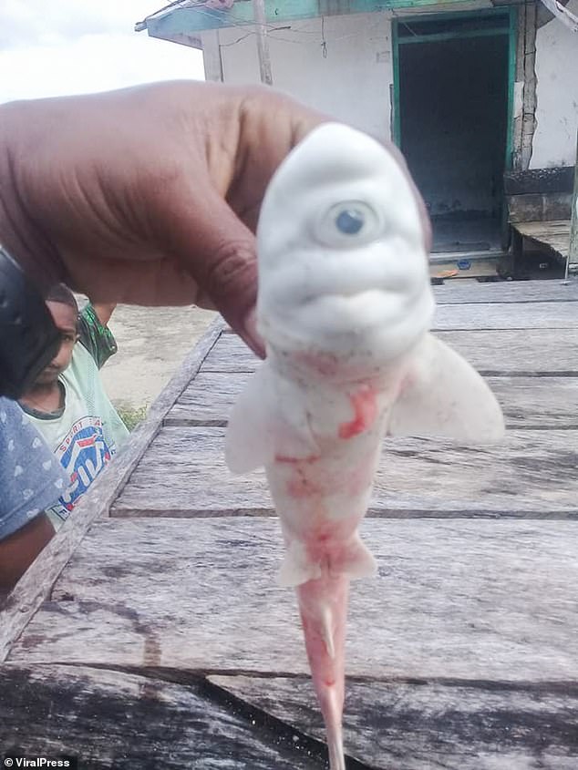 Καρχαρίας – Κύκλωπας σοκάρει τους ψαράδες που τον έπιασαν (Photos) - Media