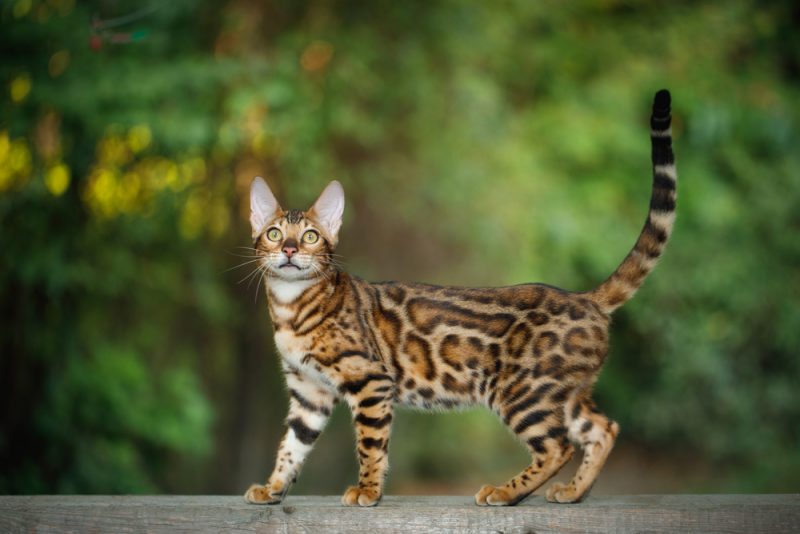 Οι δέκα πιο εντυπωσιακές ράτσες γάτας (Photos) - Media