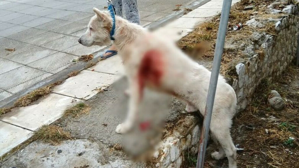 Νίκαια: Καθηγητής μαχαίρωνε με μανία σκύλο στη μέση του δρόμου (Video) - Media
