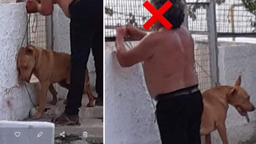 Κτηνωδία στα Χανιά: Κρέμασε και επιχείρησε να κόψει τα γεννητικά όργανα σκύλου (Photos) - Media