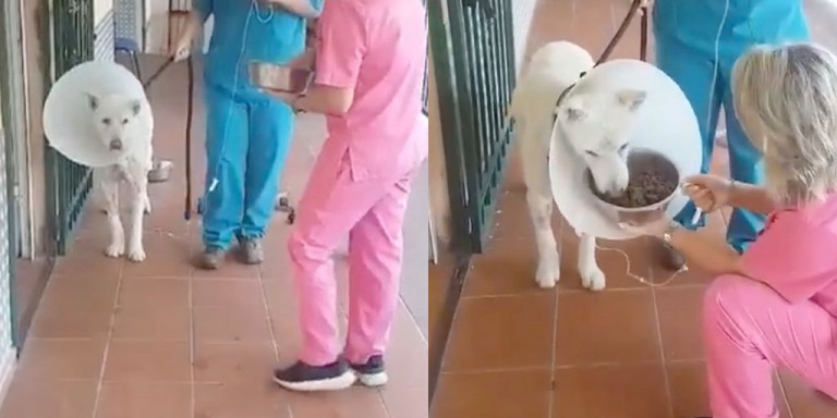 Πρώτη βόλτα για τον «Έκτορα», τον σκύλο που μαχαίρωσε καθηγητής στην Νίκαια (Video) - Media