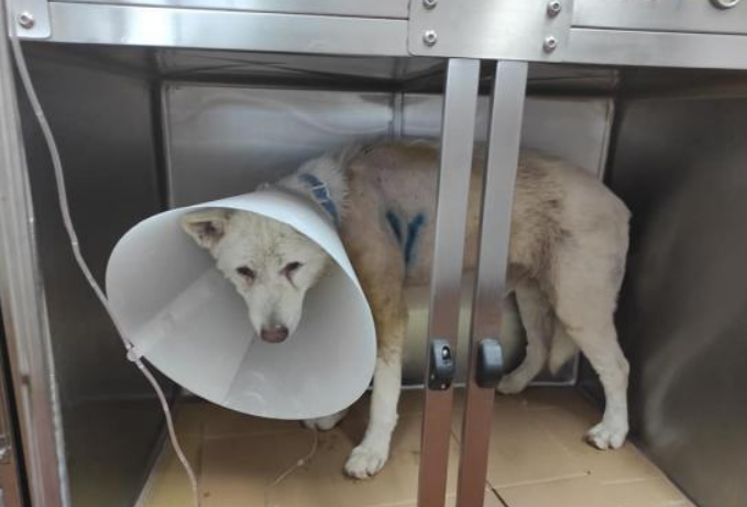 Νίκαια: Σήμερα η δίκη για το άγριο μαχαίρωμα του σκύλου (Video/Photos) - Media